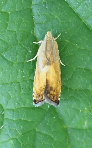 Pammene aurita